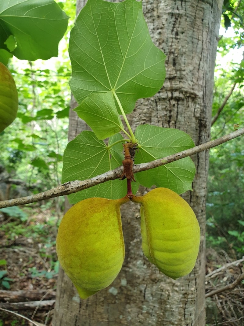 Hildegardia ankaranensis photo 7