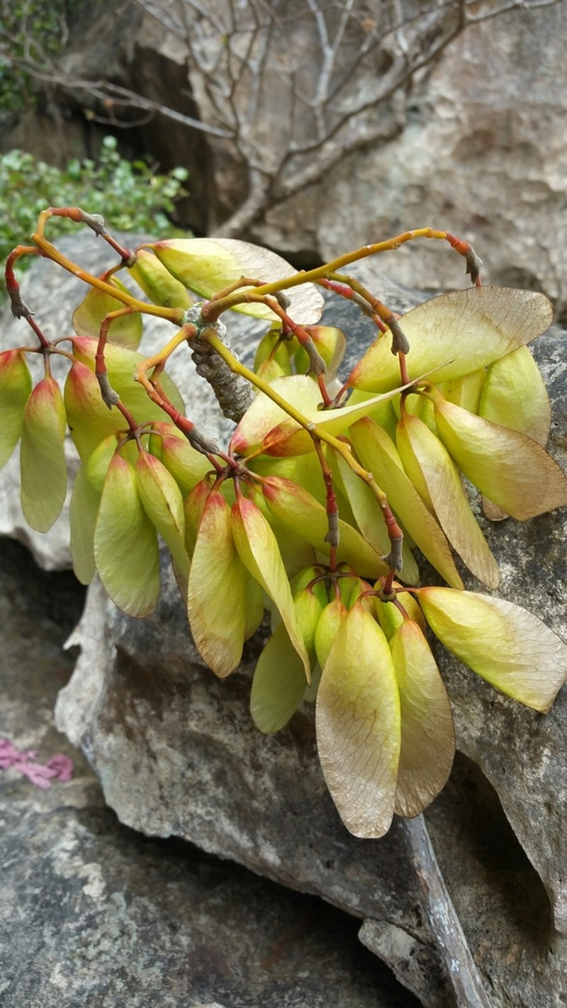 Hildegardia ankaranensis photo 8