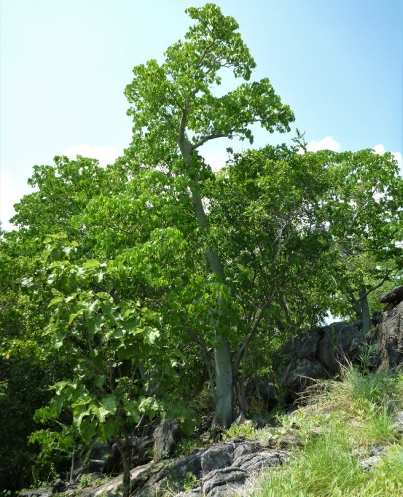 Hildegardia australiensis