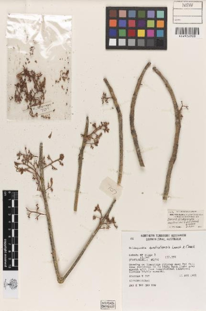 Hildegardia australiensis photo 2