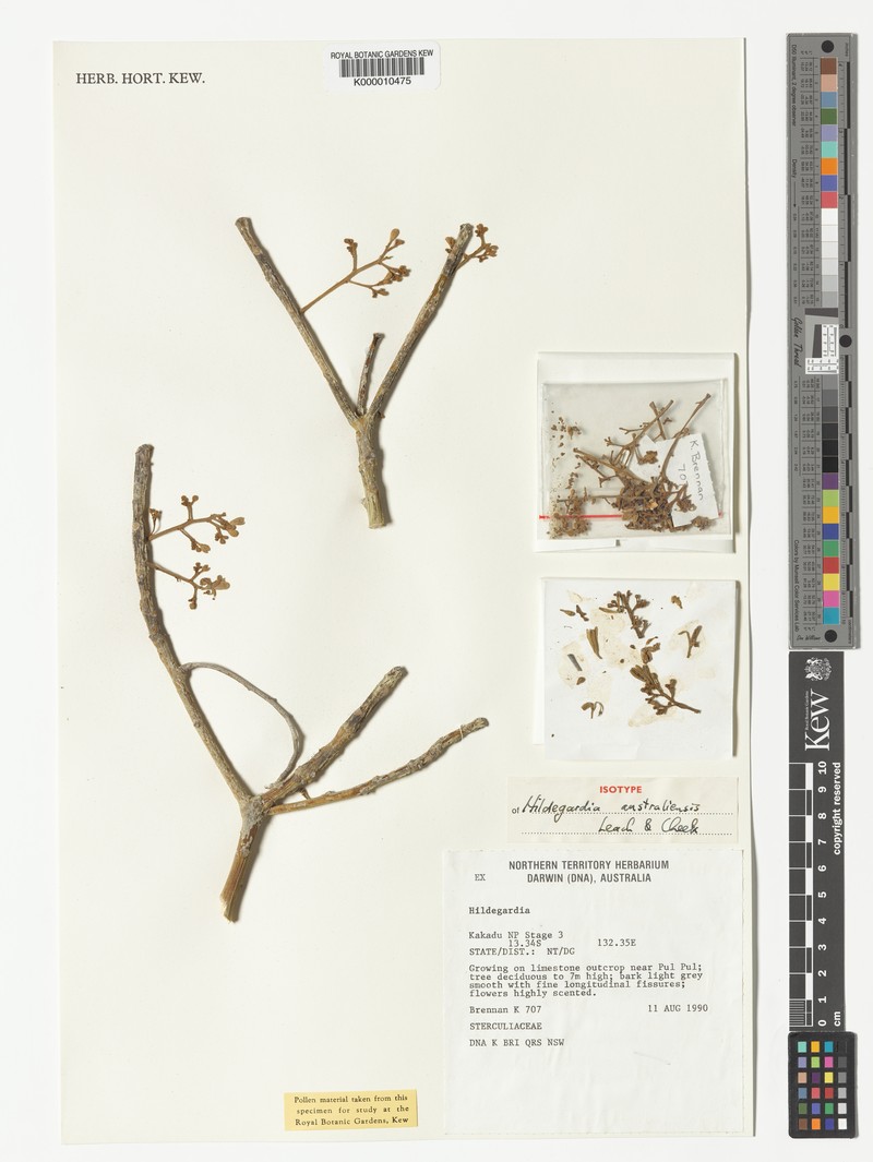Hildegardia australiensis photo 3