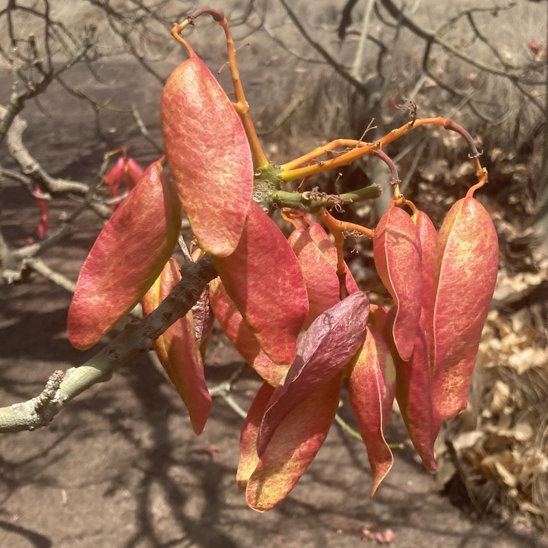 Hildegardia barteri photo 2