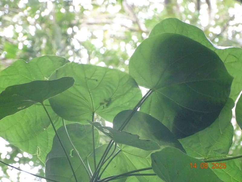 Hildegardia barteri photo 8