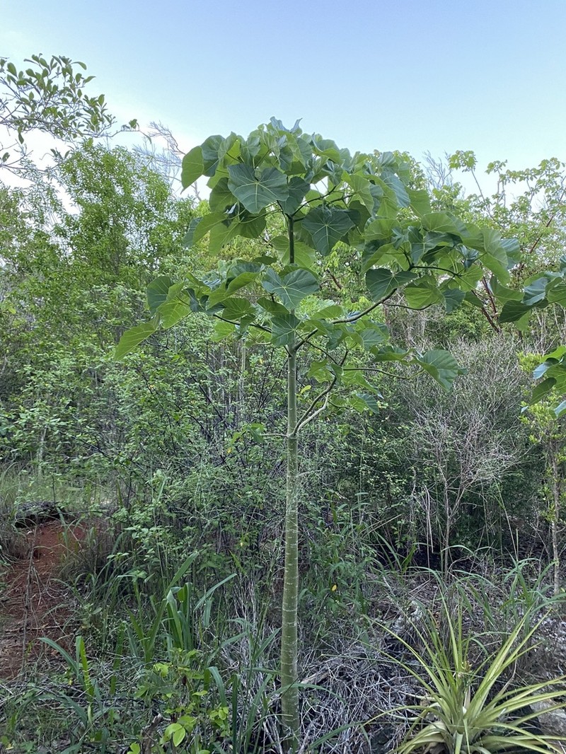 Hildegardia cubensis photo 6