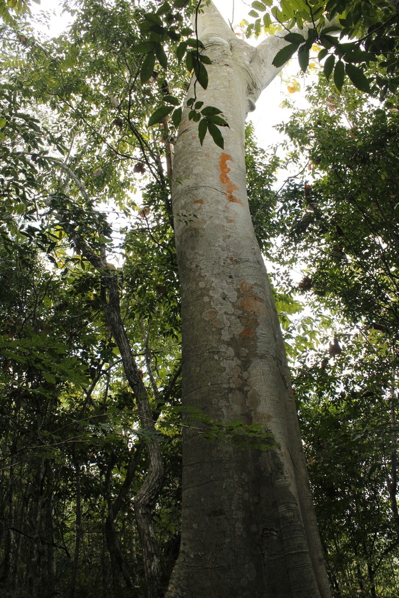 Hildegardia cubensis photo 7