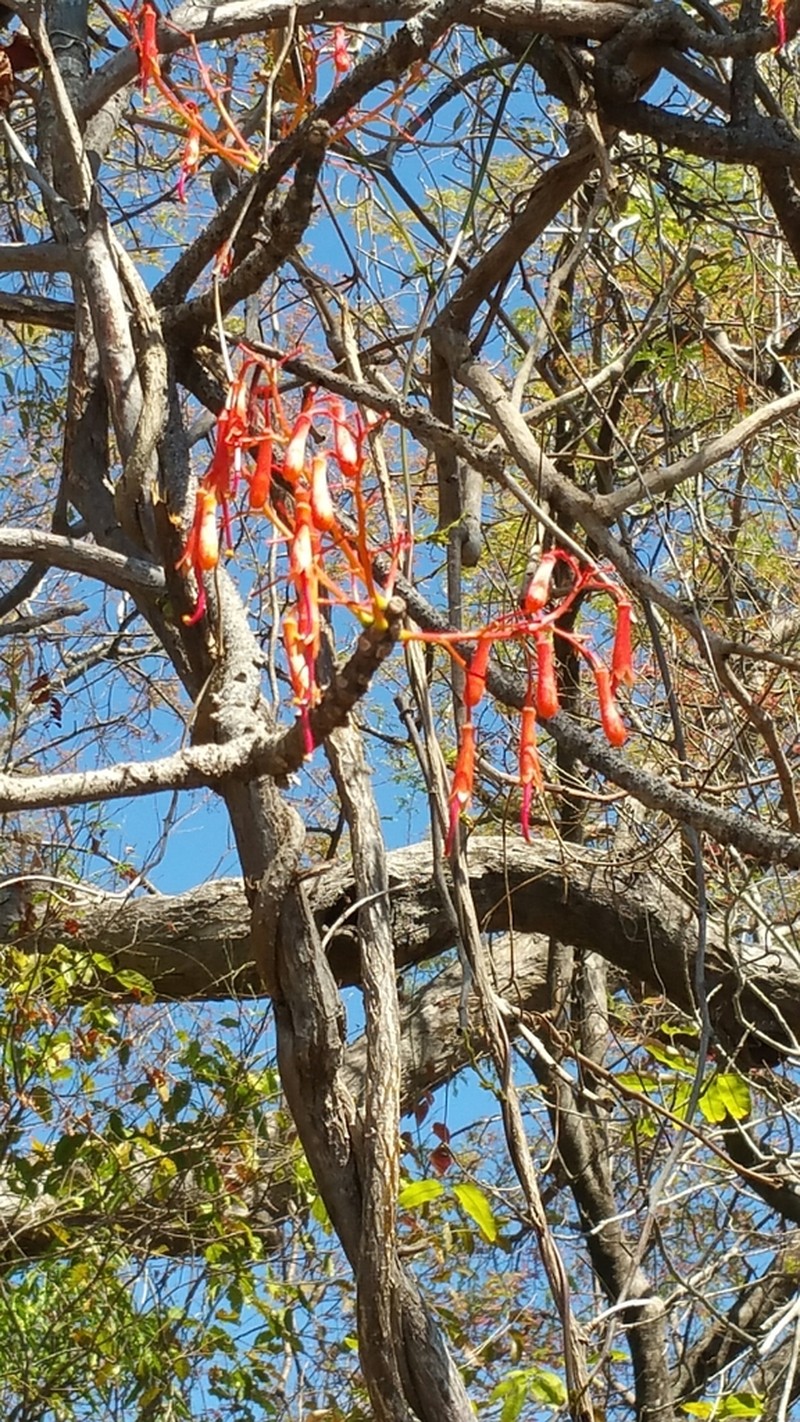 Hildegardia erythrosiphon