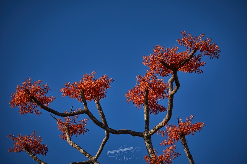 Hildegardia erythrosiphon photo 3