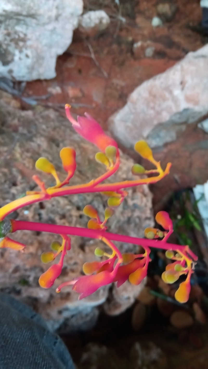Hildegardia erythrosiphon photo 4