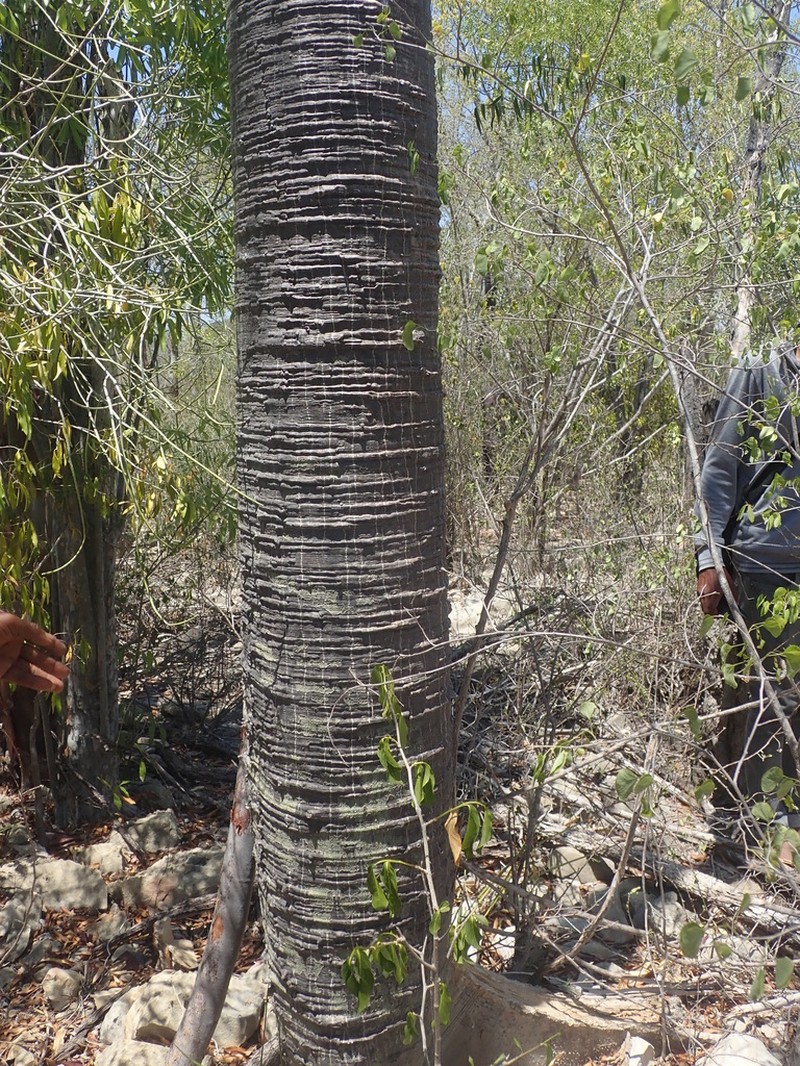 Hildegardia erythrosiphon photo 5