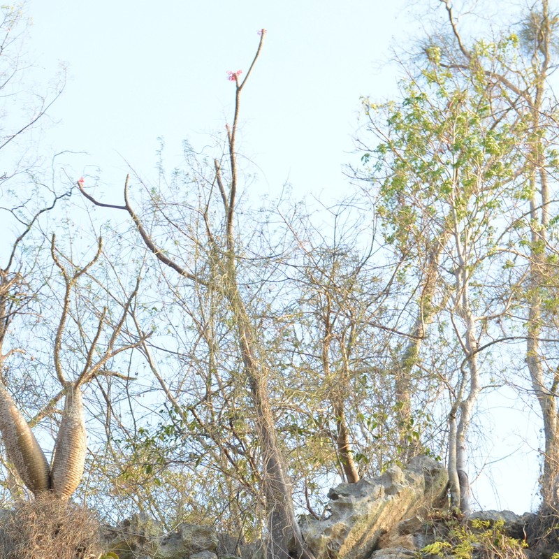 Hildegardia erythrosiphon photo 6