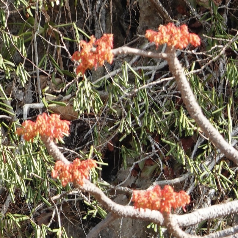 Hildegardia erythrosiphon photo 7