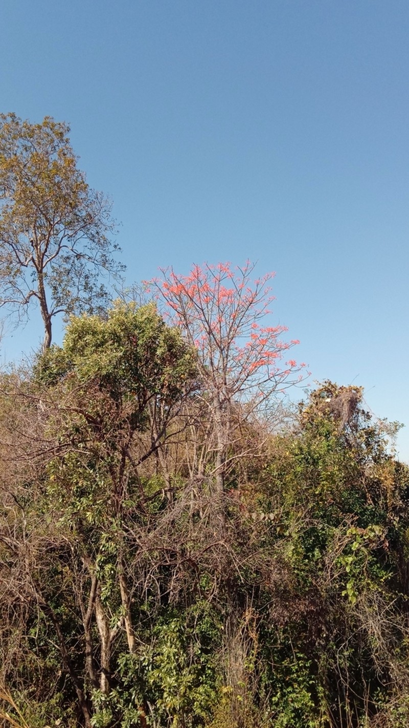 Hildegardia erythrosiphon photo 8