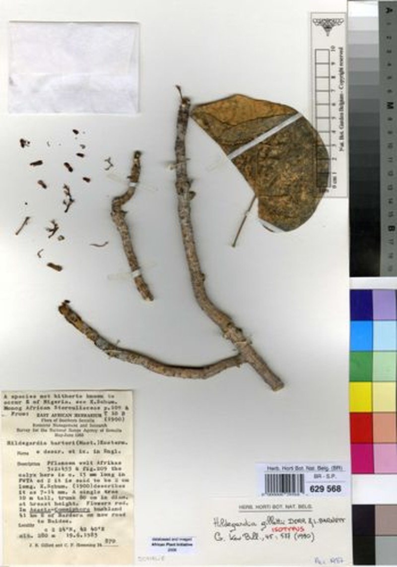 Hildegardia gillettii