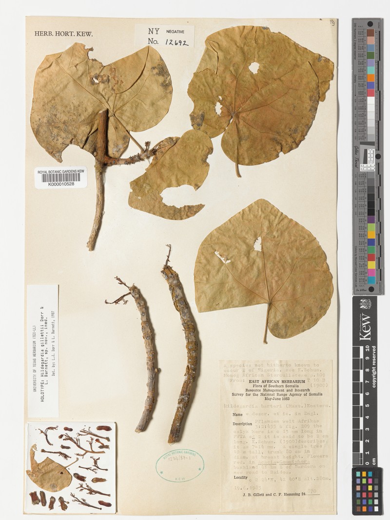 Hildegardia gillettii photo 2