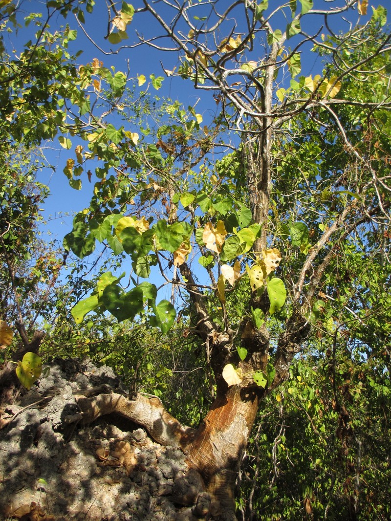 Hildegardia migeodii photo 2