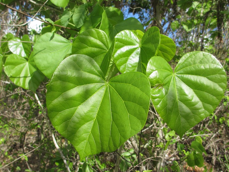 Hildegardia migeodii photo 3