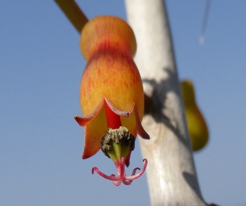 Hildegardia migeodii photo 4