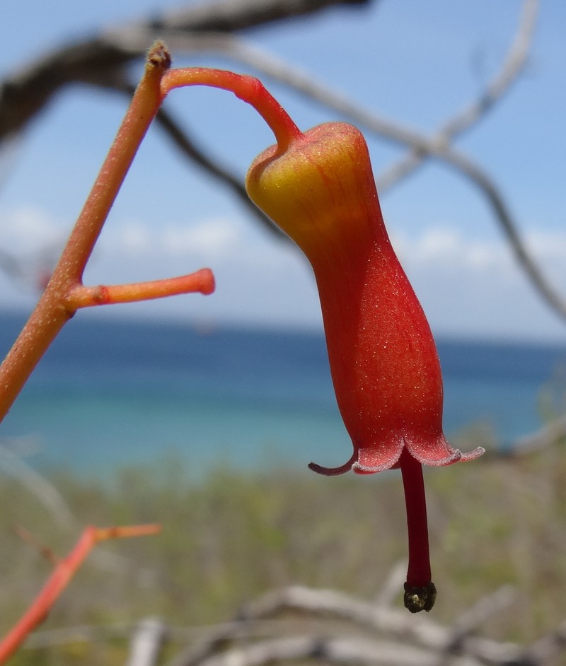 Hildegardia migeodii photo 5