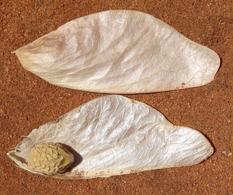 Hildegardia migeodii photo 6