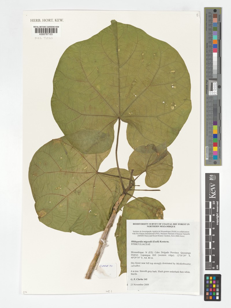 Hildegardia migeodii photo 7