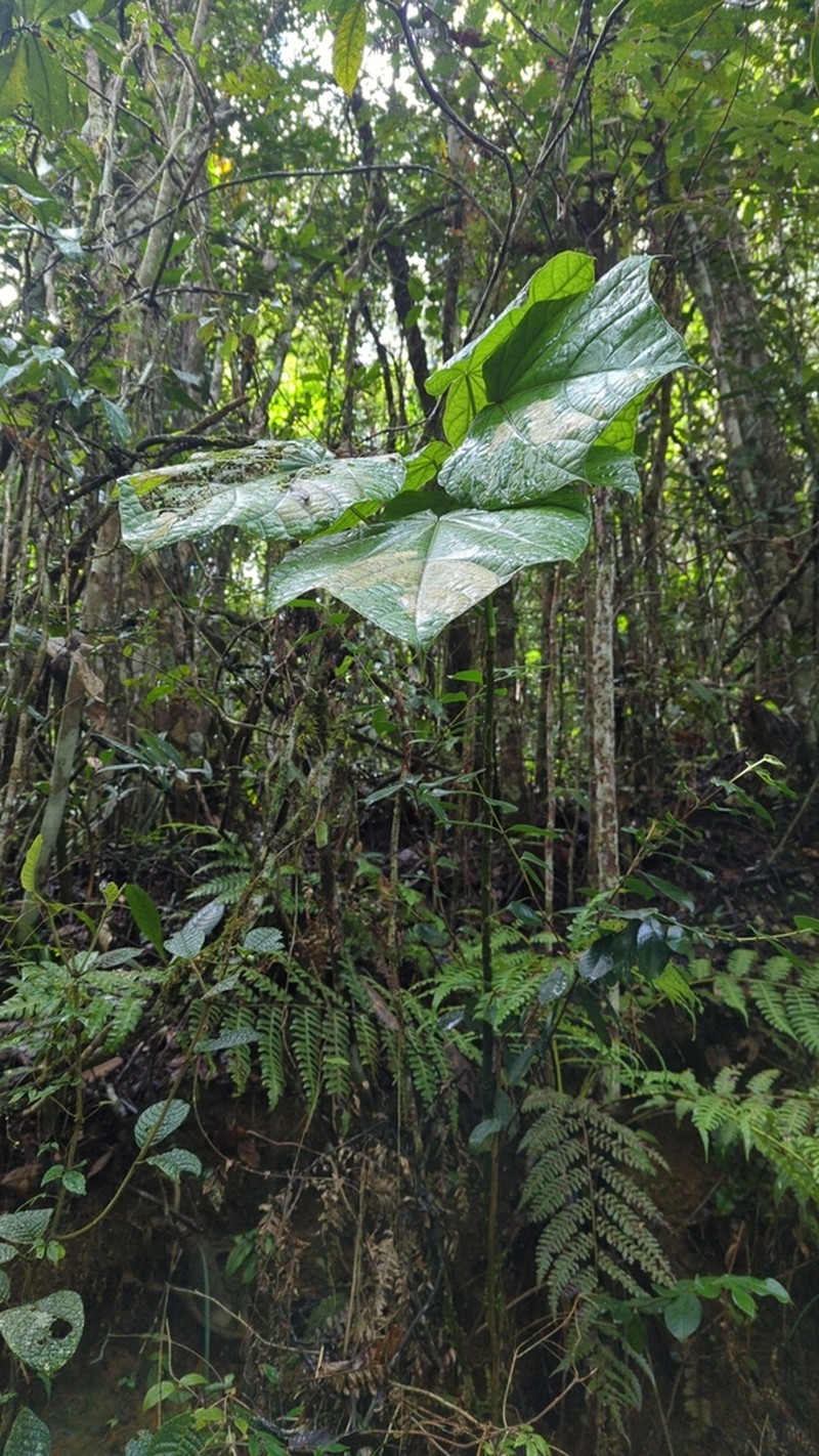 Hildegardia perrieri