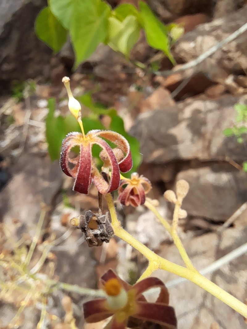 Hildegardia populifolia photo 2