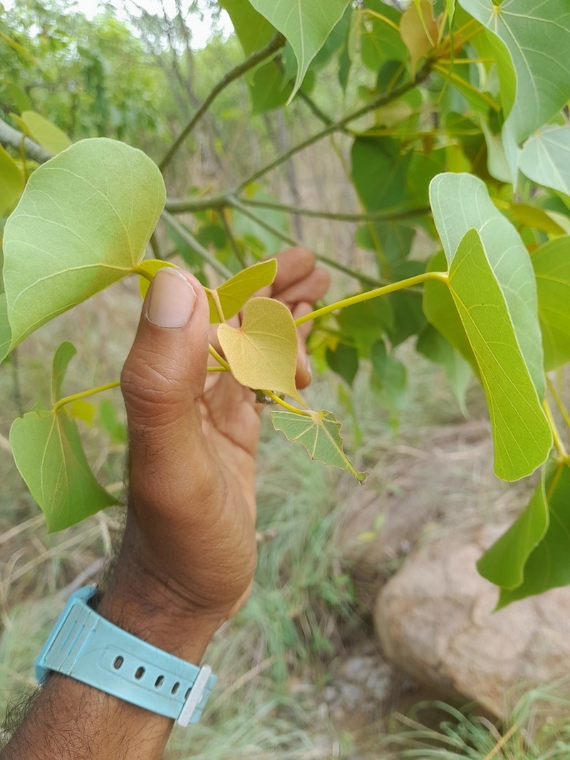 Hildegardia populifolia photo 4