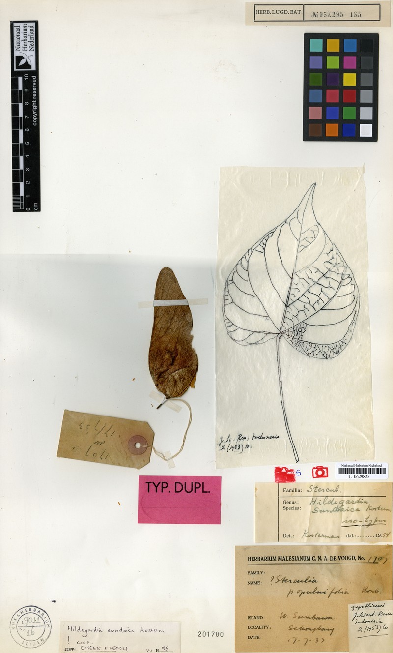 Hildegardia sundaica