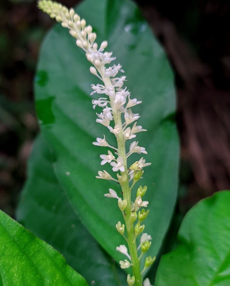 Hilleria latifolia