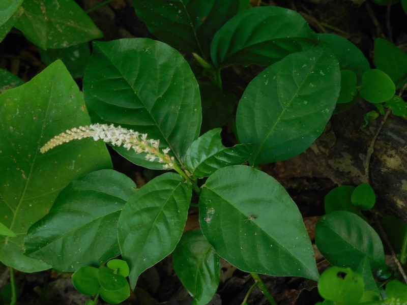 Hilleria latifolia photo 2