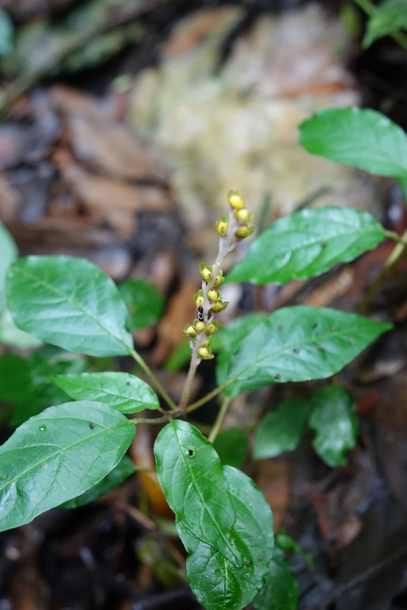 Hilleria latifolia photo 3