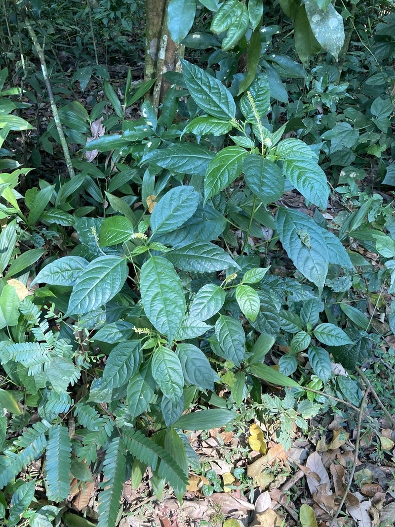 Hilleria latifolia photo 4