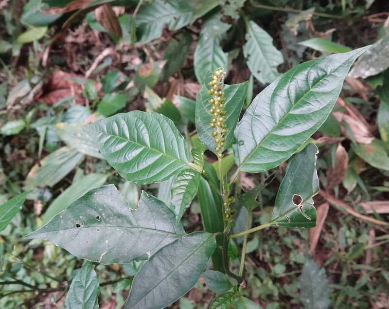 Hilleria latifolia photo 6