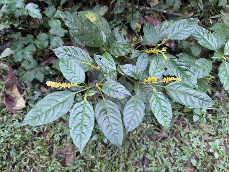 Hilleria latifolia photo 7