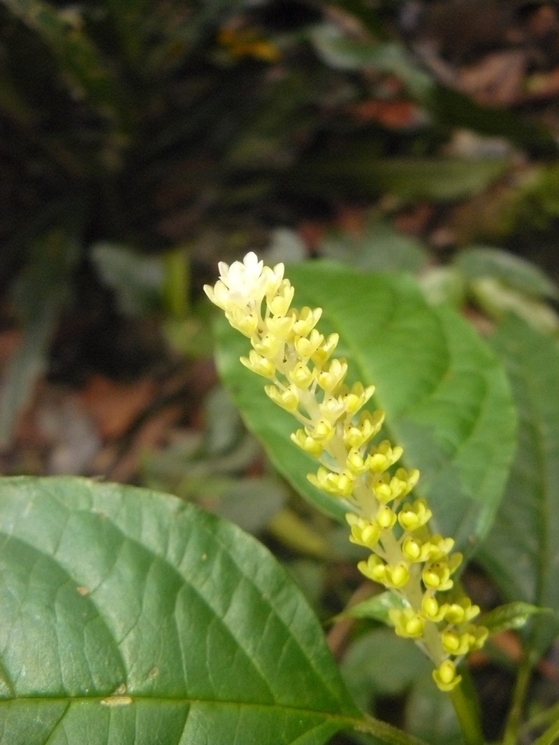 Hilleria latifolia photo 8