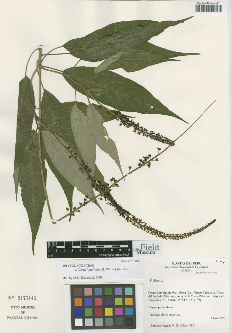Hilleria longifolia photo 2
