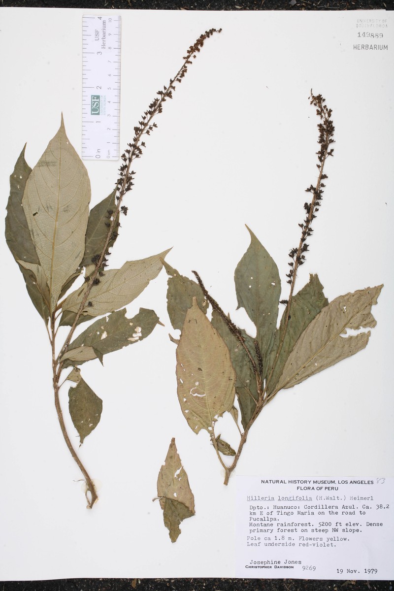 Hilleria longifolia photo 3