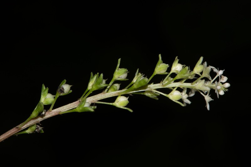Hilleria secunda
