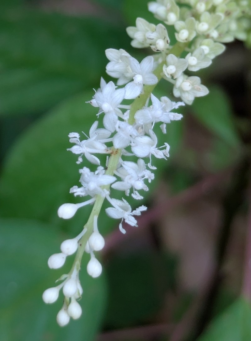 Hilleria secunda photo 2