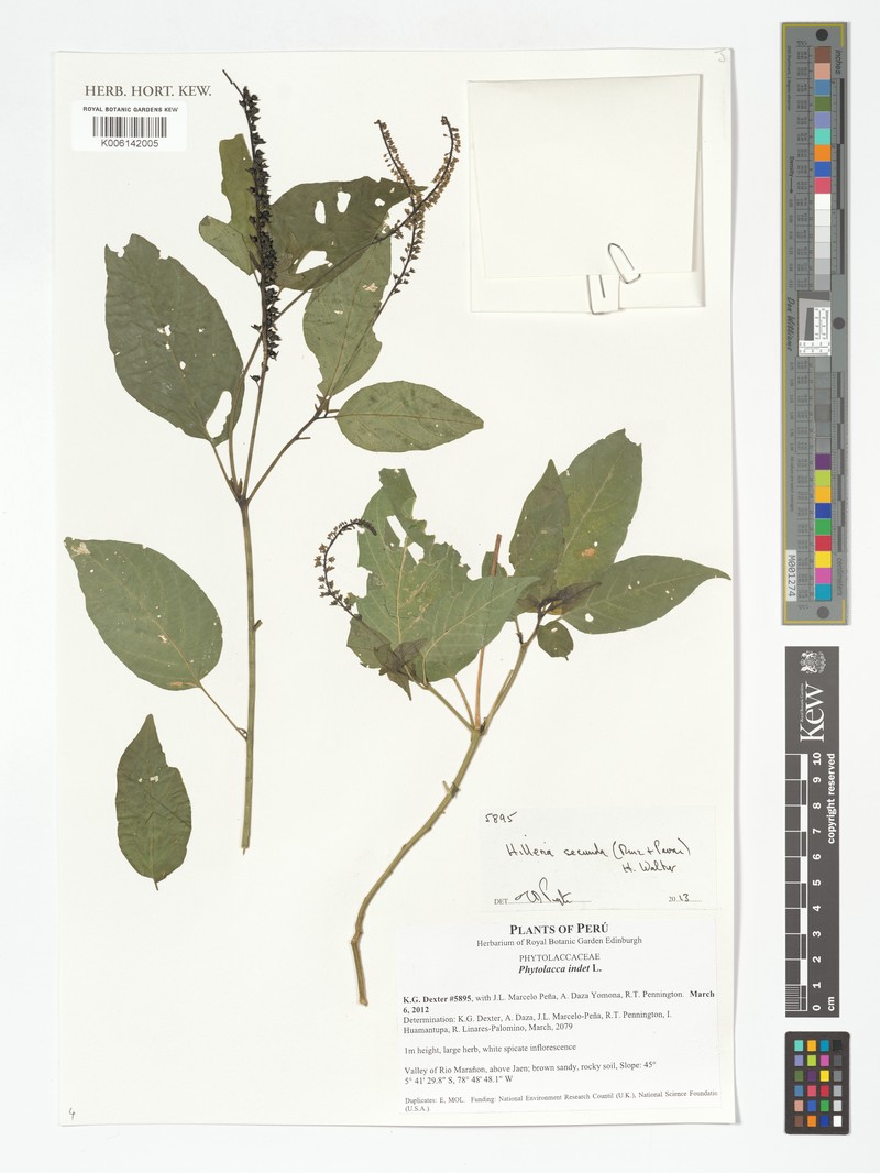 Hilleria secunda photo 3