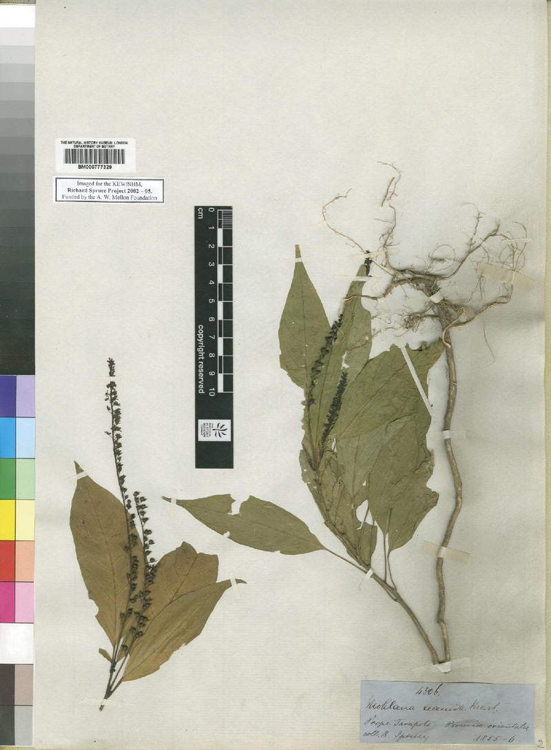 Hilleria secunda photo 6