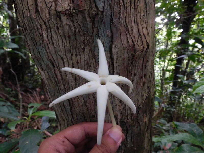 Tibey Trepador photo 5
