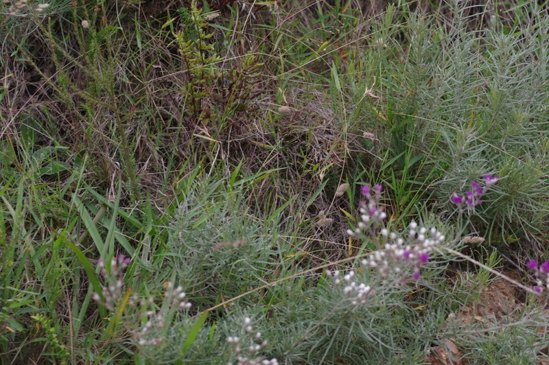 Hilliardiella capensis