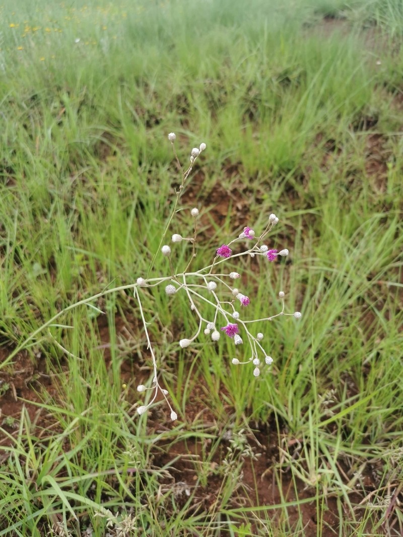 Hilliardiella capensis photo 2