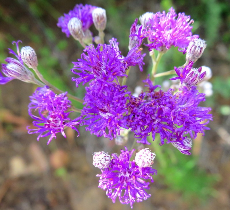 Hilliardiella capensis photo 3