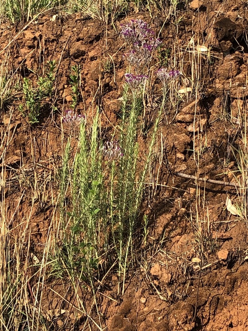 Hilliardiella capensis photo 4
