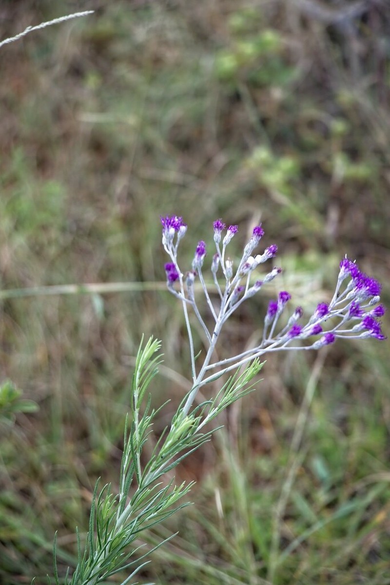 Hilliardiella capensis photo 5