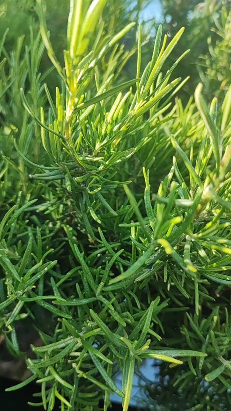Hilliardiella capensis photo 6