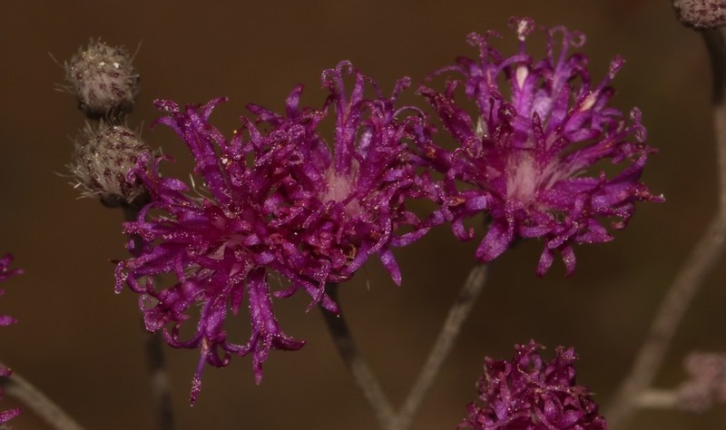 Hilliardiella capensis photo 7