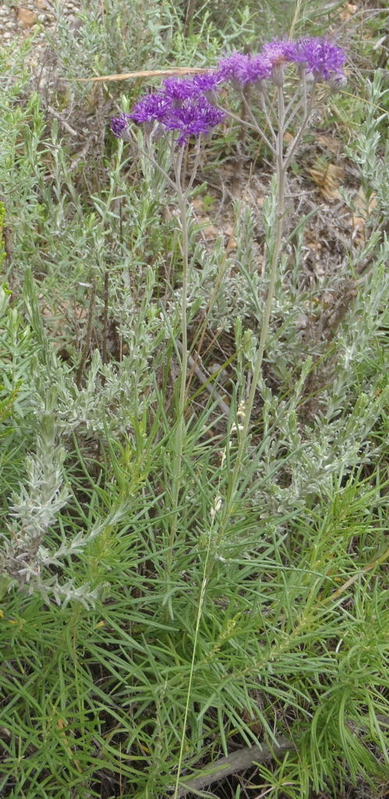Hilliardiella capensis photo 8